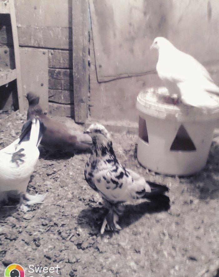 Satilir 3u 60aZn 2si erkey biri mayadi saglam heyvanlardi barter yoxdu