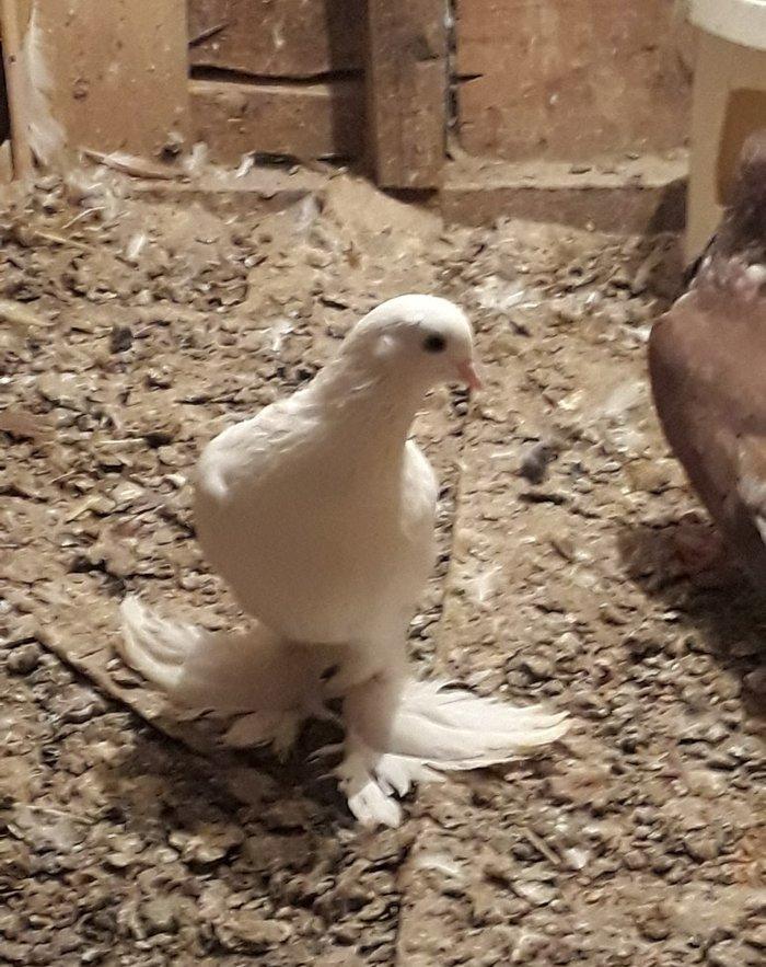 Satilir 3u 60aZn 2si erkey biri mayadi saglam heyvanlardi barter yoxdu