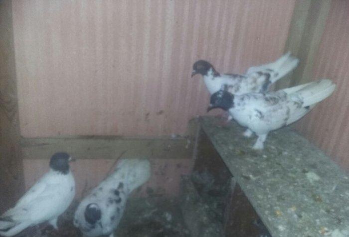 quşlar 1 cüt ana 3 cüt kəvən .250 manat son qiymət.Ramanadadlr.