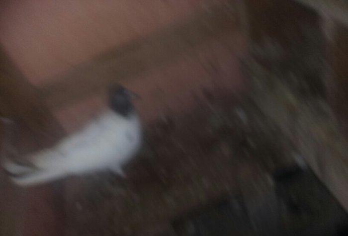 quşlar 1 cüt ana 3 cüt kəvən .250 manat son qiymət.Ramanadadlr.