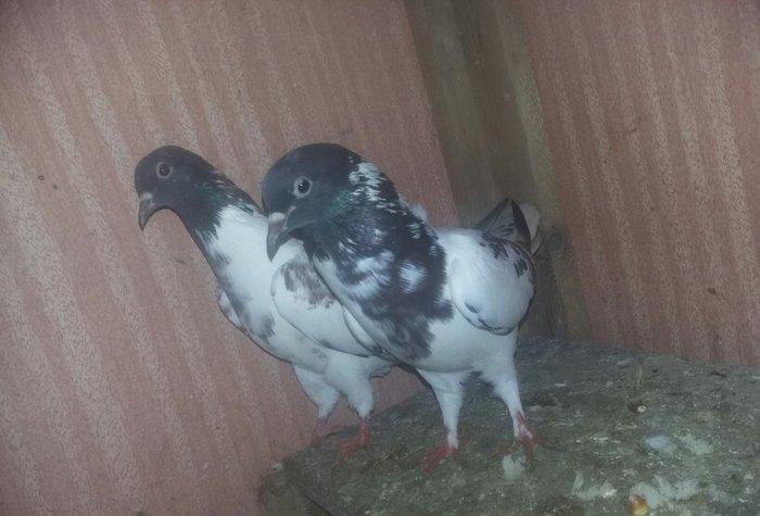 quşlar 1 cüt ana 3 cüt kəvən .250 manat son qiymət.Ramanadadlr.