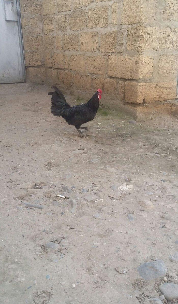 yaxsi yapon xoruzu satilir hele colpadi yaxsi sortu