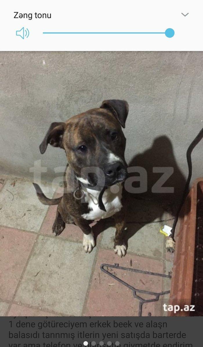 Dişi itle cüte vurulmağa erkek temiz pitbuldu it fatmayıdadı satılır v
