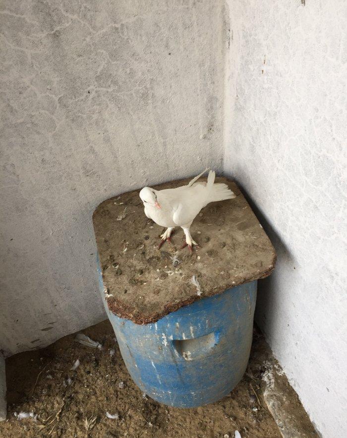 Enni quyruq erkek 19 tuk maya 17 tuk cut deyiller cute vurmaq lazımdı