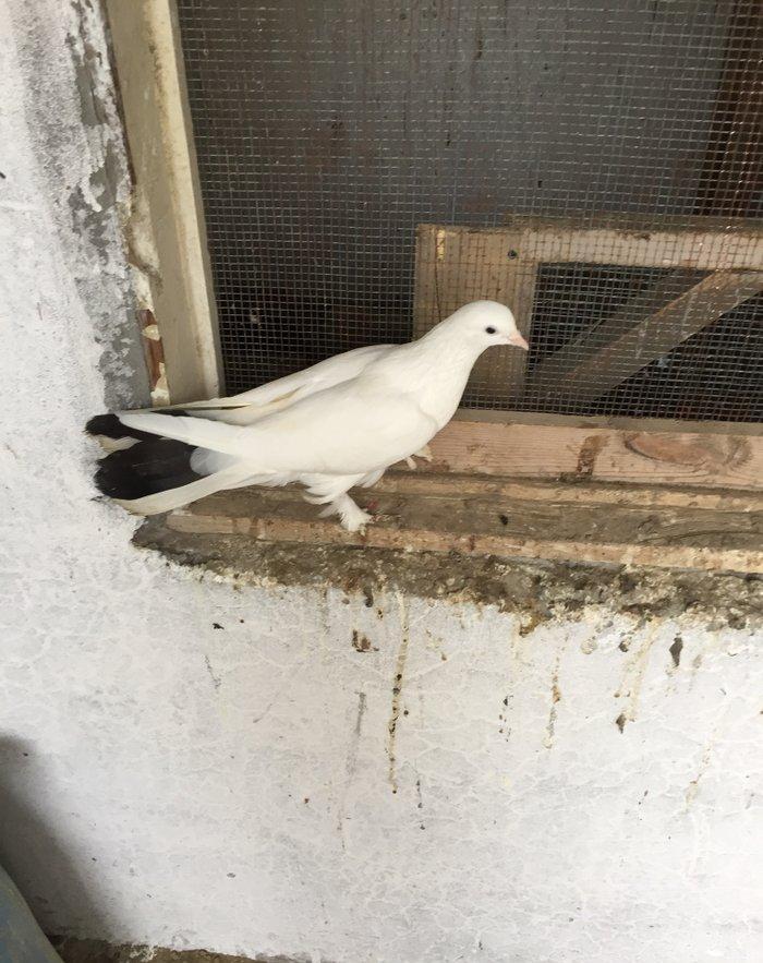 Enni quyruq erkek 19 tuk maya 17 tuk cut deyiller cute vurmaq lazımdı