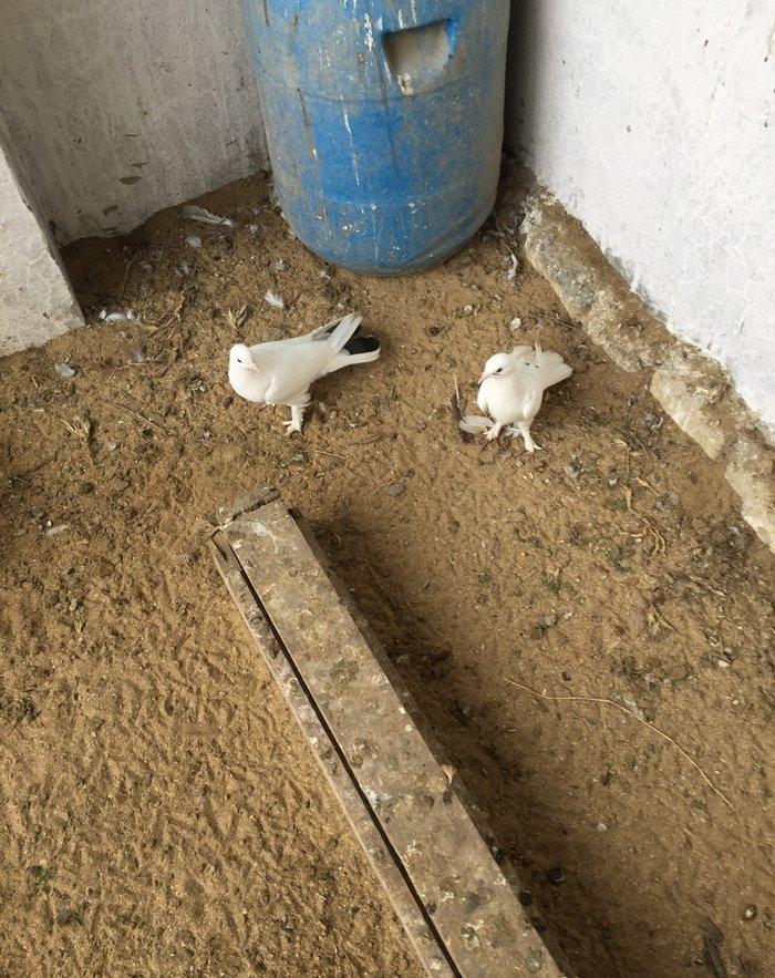 Enni quyruq erkek 19 tuk maya 17 tuk cut deyiller cute vurmaq lazımdı