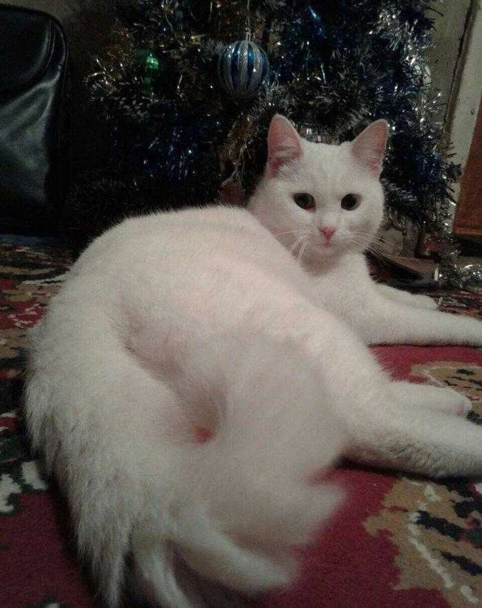 Türk anqorasi 2 yaşlı dişi pişik. Ağıllı və sakit pişikdi.insana yaxşı