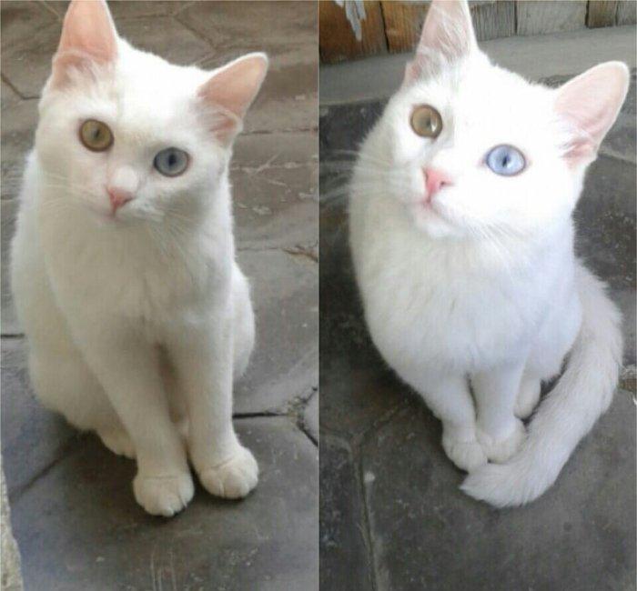 Türk anqorasi 2 yaşlı dişi pişik. Ağıllı və sakit pişikdi.insana yaxşı