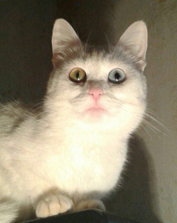 Türk anqorasi 2 yaşlı dişi pişik. Ağıllı və sakit pişikdi.insana yaxşı