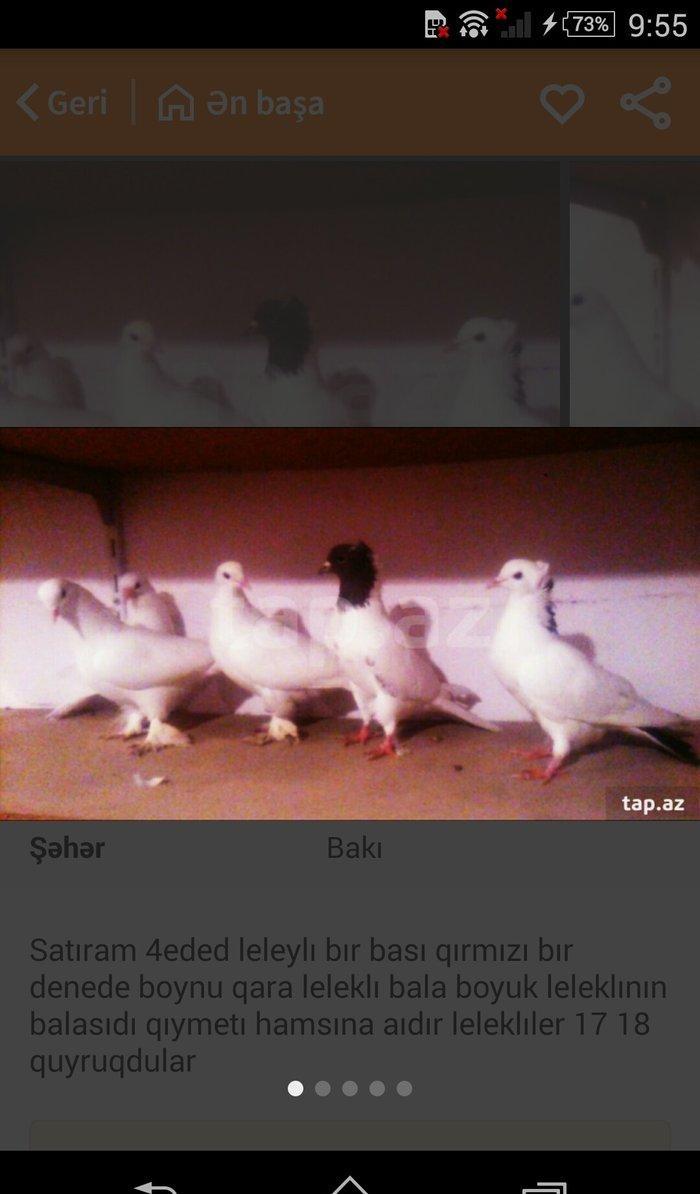 satıram temız heyvanlardı ag lelekdıler dordu 17 18tukdu ıkı ıse bırı