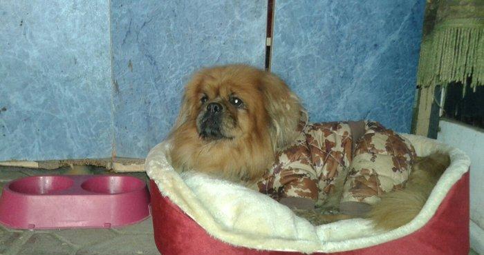 TƏcİlİ satİlİr. Pikines-dir tam sağlamdır herbir peyvəndi vurulub 2-3