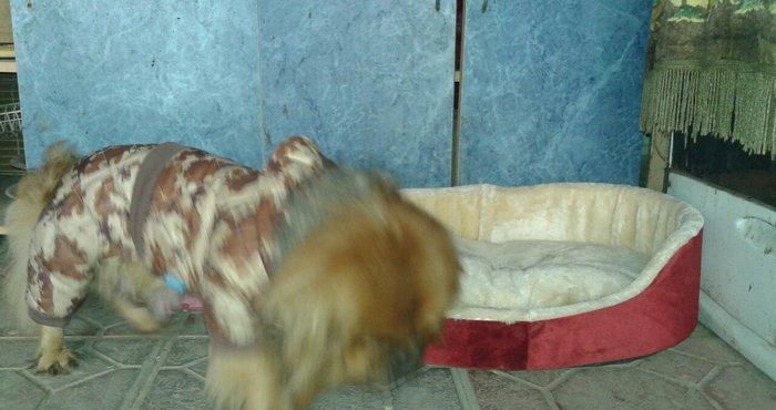 TƏcİlİ satİlİr. Pikines-dir tam sağlamdır herbir peyvəndi vurulub 2-3