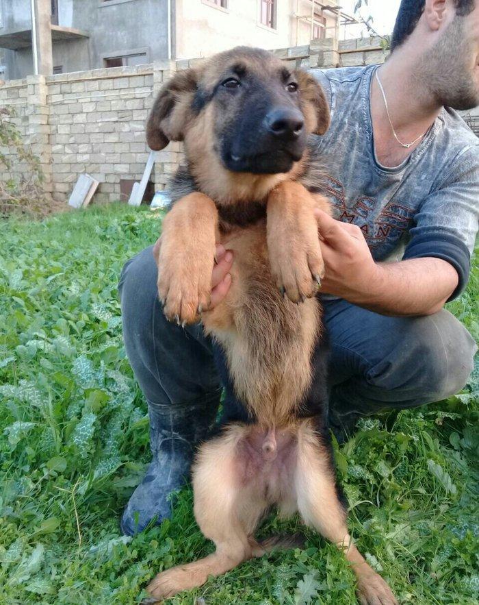 satlir cinsi afcarka elave mellumat whatsapp ve ya telde elaqe saglaya