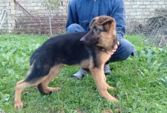 satlir cinsi afcarka elave mellumat whatsapp ve ya telde elaqe saglaya