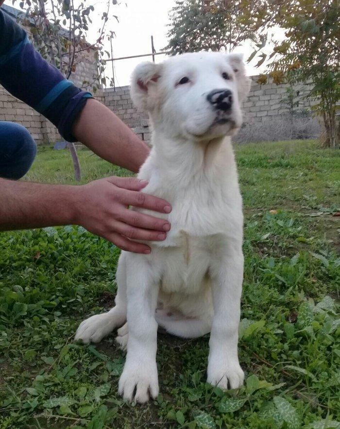 satlir alabydi elave mellumat whatsapp  ve ya telde elaqe saglaya bile