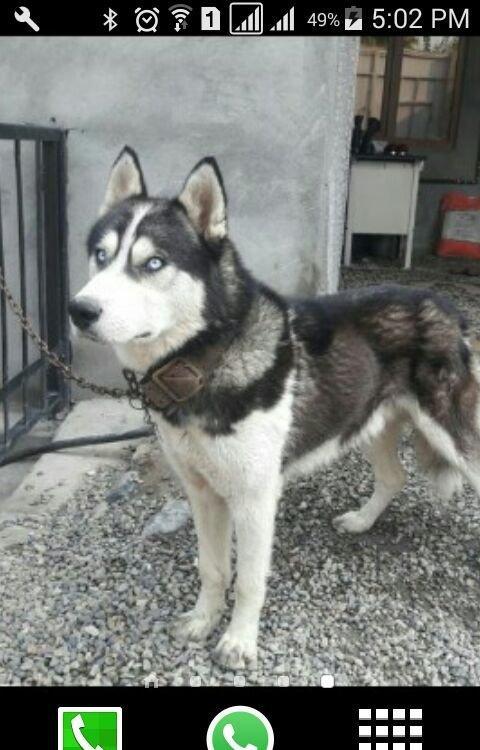 Xaski temiz qan balalari yeni olub isteyen indiden gelib baxib sece