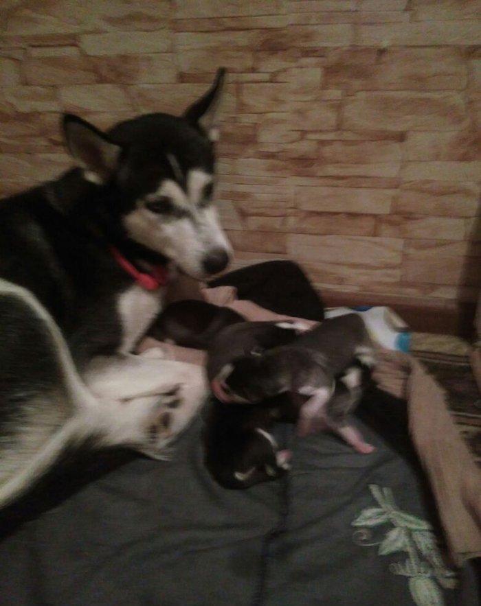 Xaski temiz qan balalari yeni olub isteyen indiden gelib baxib sece