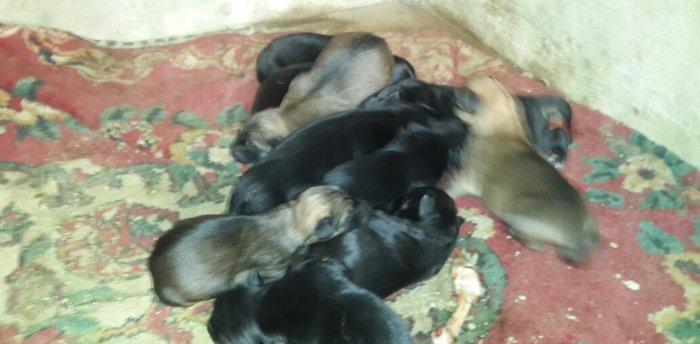 atasi nemeski anasi yevropeski balalar satilir 1 ay tamam olandan sonr