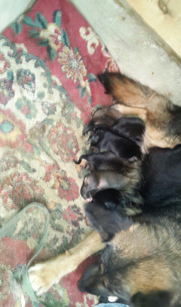 atasi nemeski anasi yevropeski balalar satilir 1 ay tamam olandan sonr