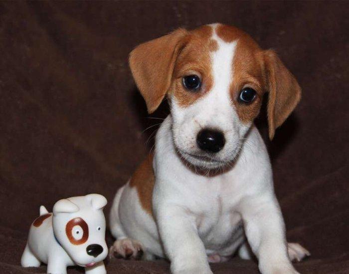 Встречам Новый Год «год Собаки» с самой лучшей, умной и веселой
