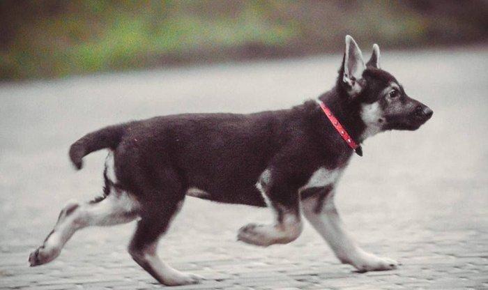 Родители крупные, типичные представители породы с породным