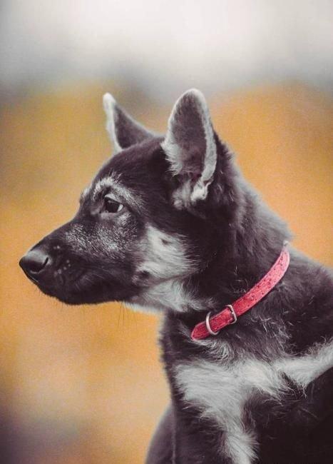 Родители крупные, типичные представители породы с породным