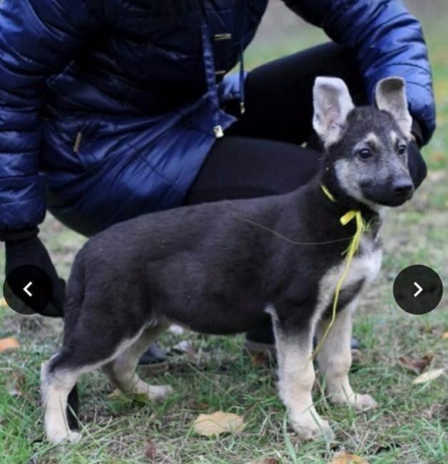 Родители крупные, типичные представители породы с породным