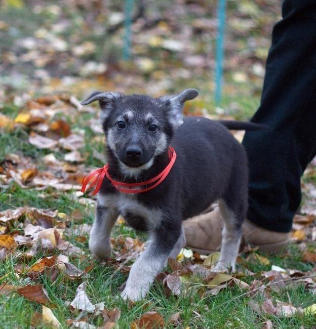 Родители крупные, типичные представители породы с породным