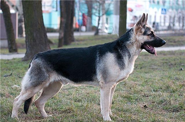 Родители крупные, типичные представители породы с породным