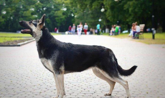 Родители крупные, типичные представители породы с породным
