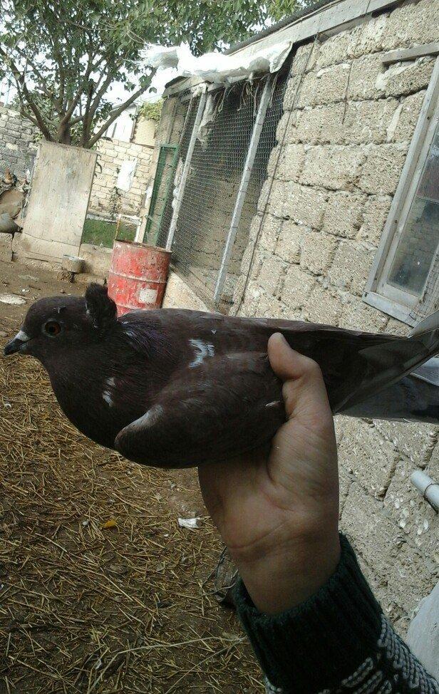 qirmizi kekilli super quwdu 1 saatdan tez asagi duwmur quwdarnan qaldi