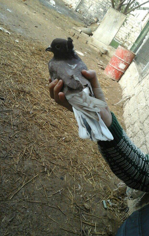 qirmizi kekilli super quwdu 1 saatdan tez asagi duwmur quwdarnan qaldi