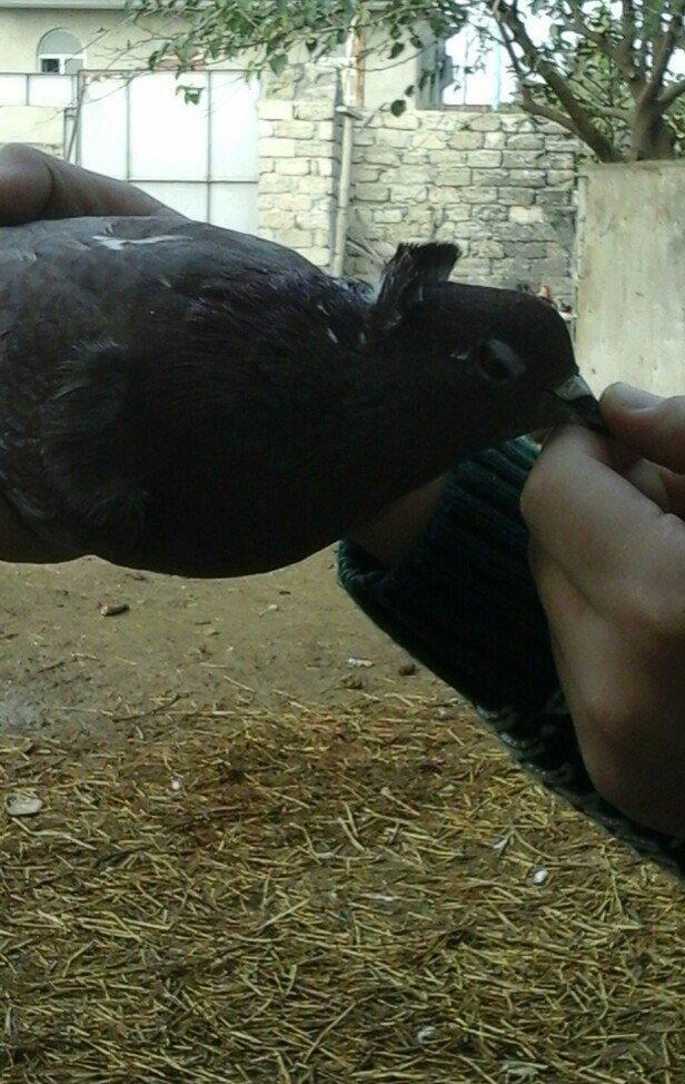 qirmizi kekilli super quwdu 1 saatdan tez asagi duwmur quwdarnan qaldi