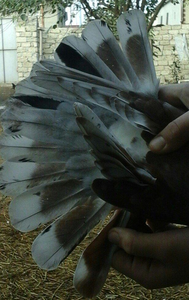 qirmizi kekilli super quwdu 1 saatdan tez asagi duwmur quwdarnan qaldi