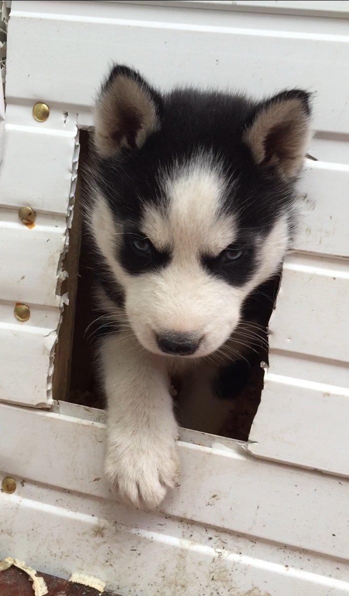 Salam temiz xaski balası satılır 1 ay 13 günlük qurd dermanı verilib 1
