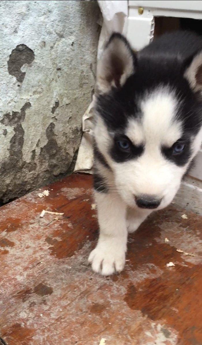 Salam temiz xaski balası satılır 1 ay 13 günlük qurd dermanı verilib 1