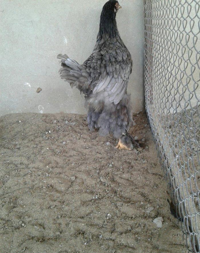 Ag brama gold blac bule sultan gold ag rahibe cuceleri satilir heresin