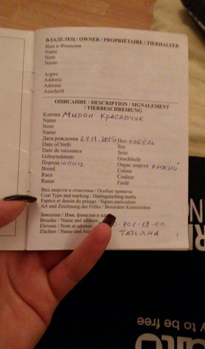 Tecili! Pameranski Spis butun senedleri ile esyalari ile birge 800 man