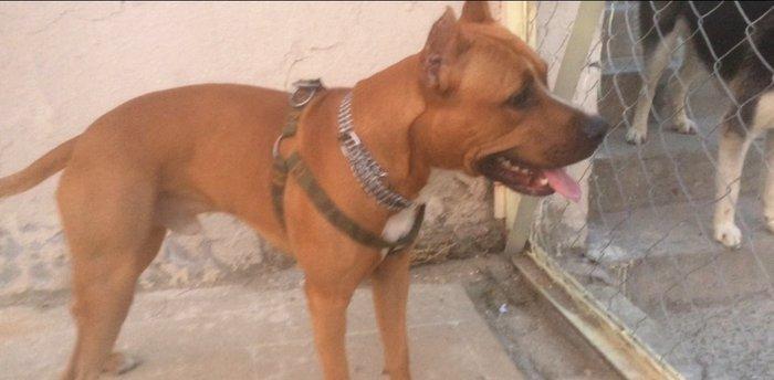 Satiram 1 yaw 4 ay 250 azn  erkey  real alana awagi eliyecem... noqte