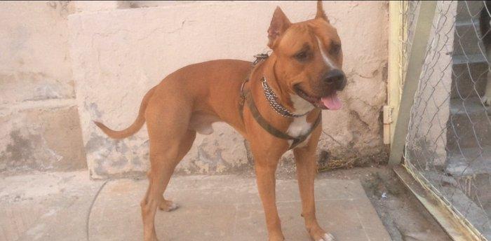 Satiram 1 yaw 4 ay 250 azn  erkey  real alana awagi eliyecem... noqte