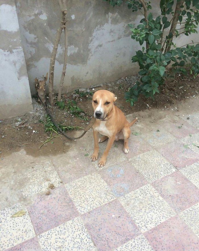 Pitbul. 7ayliqdi 8ci ayin icindedi usdunde iple agizdiginda verirem ev