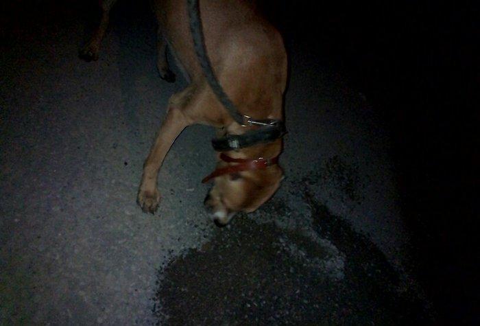 Pitbul. 7ayliqdi 8ci ayin icindedi usdunde iple agizdiginda verirem ev