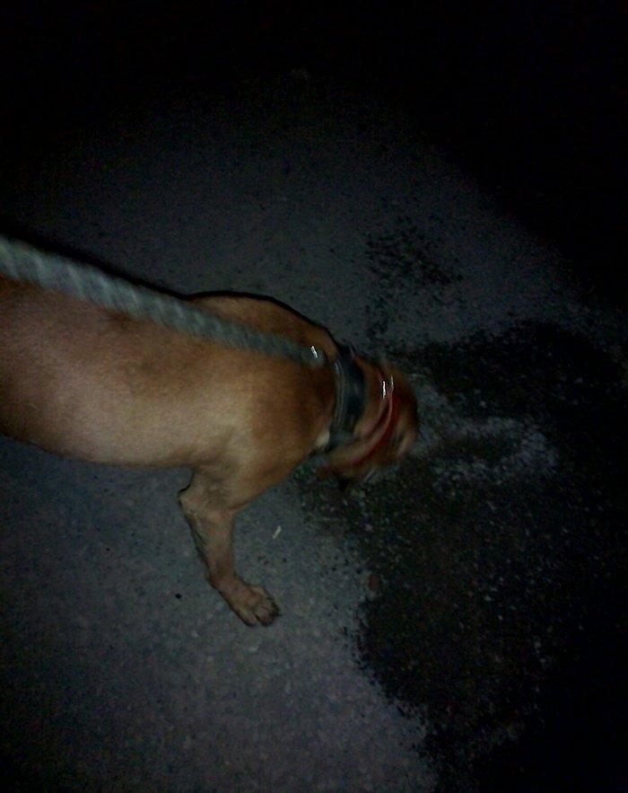 Pitbul. 7ayliqdi 8ci ayin icindedi usdunde iple agizdiginda verirem ev