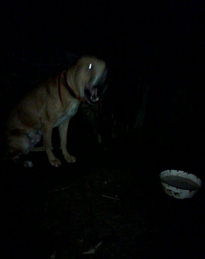 Pitbul. 7ayliqdi 8ci ayin icindedi usdunde iple agizdiginda verirem ev