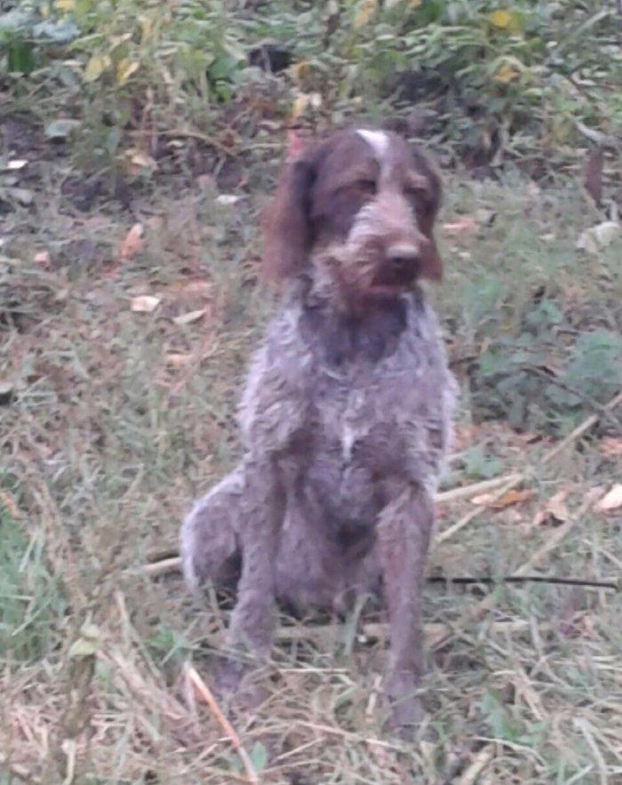 Ela öyredilmiş Dratxar temiz alman ov iti. Balaca küçük olandan beri