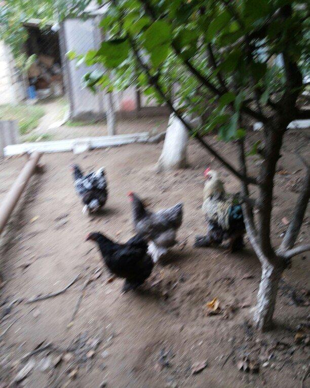 Bramalar satılır. Sağlamdılar. 1 xoruz, 4 toyuq. Toyuqlar hal hazırda