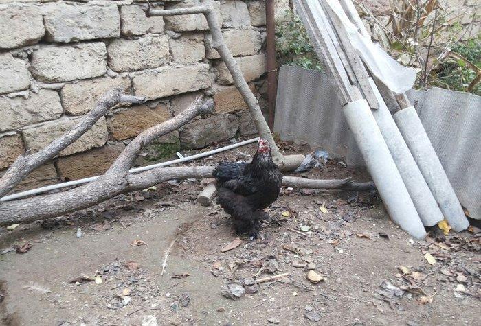 Bramalar satılır. Sağlamdılar. 1 xoruz, 4 toyuq. Toyuqlar hal hazırda