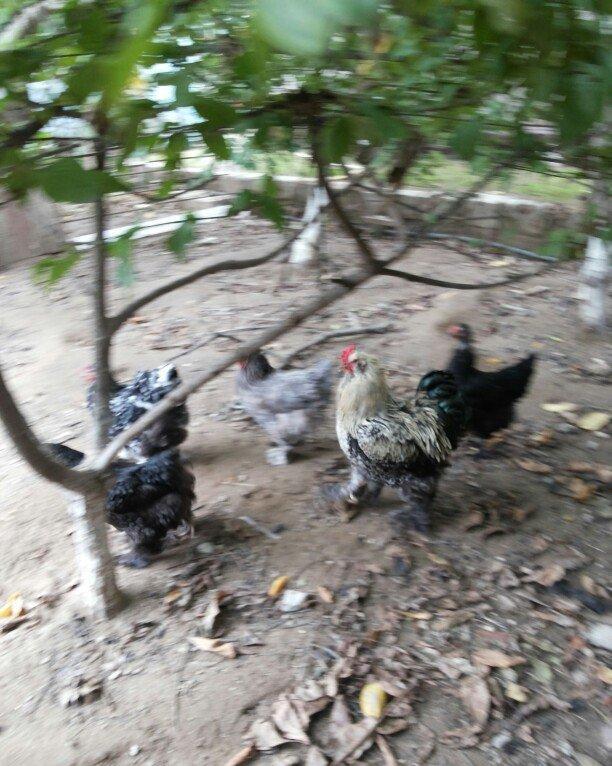 Bramalar satılır. Sağlamdılar. 1 xoruz, 4 toyuq. Toyuqlar hal hazırda