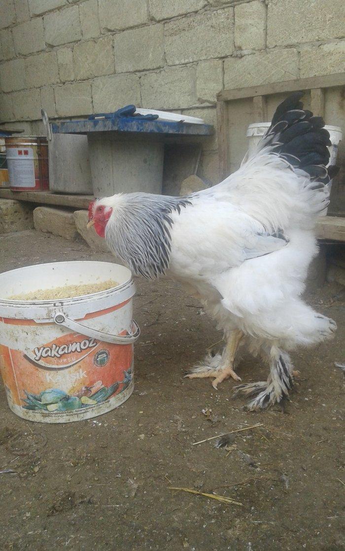 Temiz qan Light brama xoruzlari.
7 ayliq esl damazliq xoruzlar. Ata