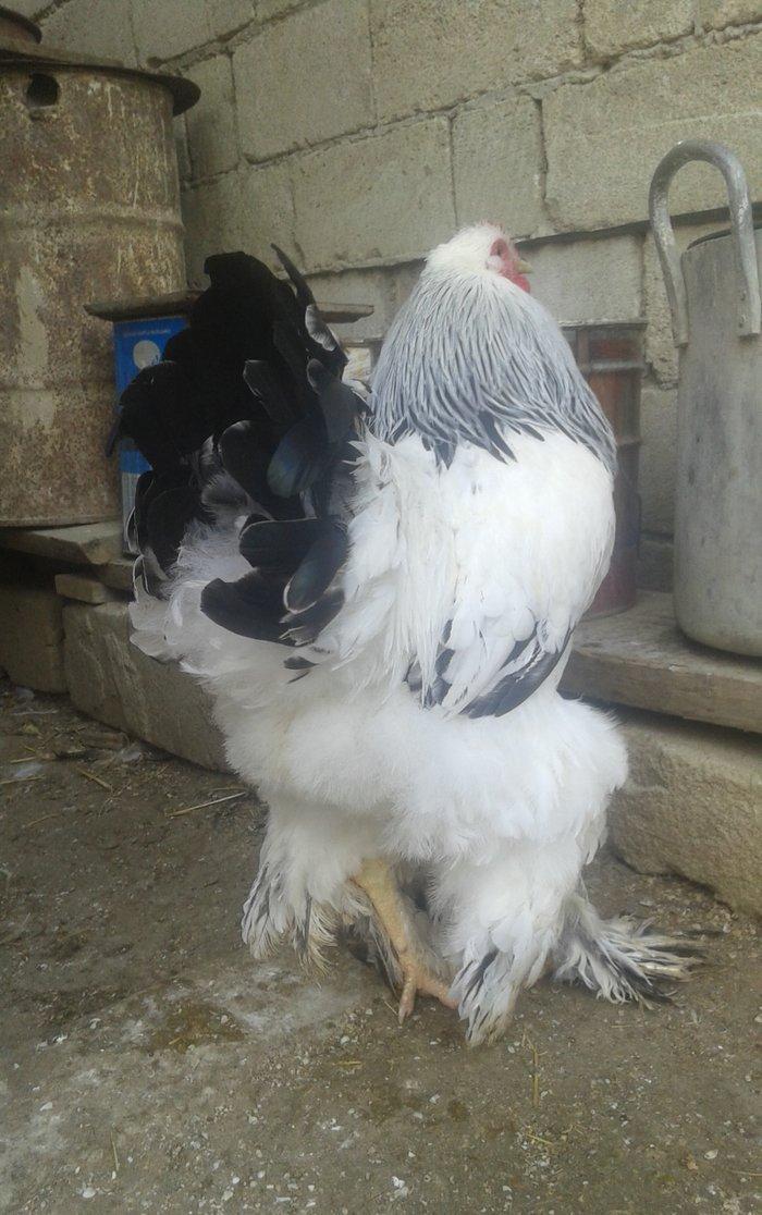 Temiz qan Light brama xoruzlari.
7 ayliq esl damazliq xoruzlar. Ata